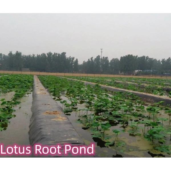 0.3mm-0.8mm Толщина HDPE Геомембрана Рыбный пруд линейка для лотосных прудов лотоса корневых прудов