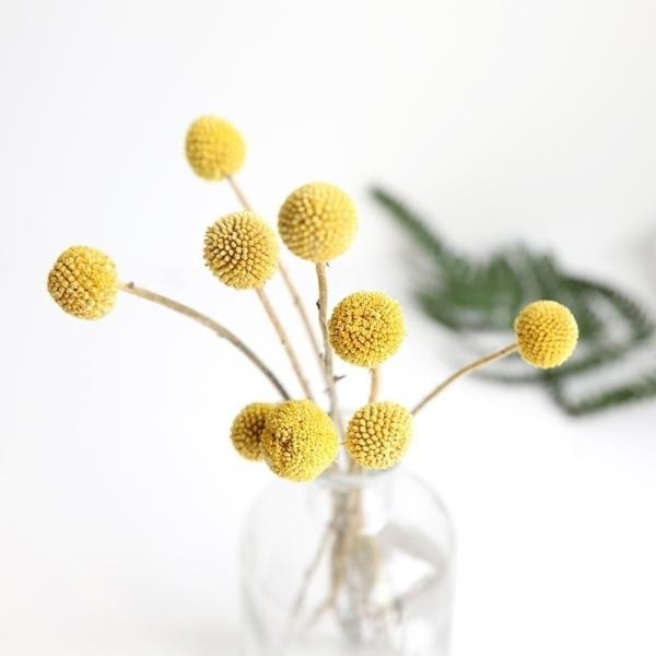 50cm Craspedia Globosa  Air Drying Flowers