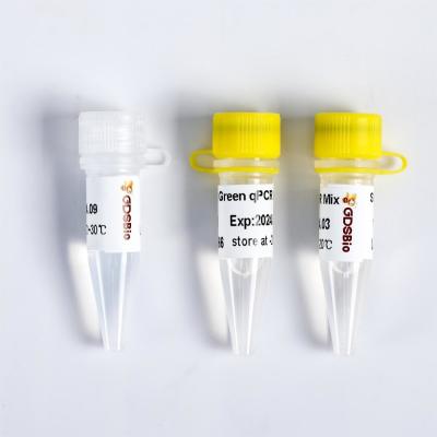 Fast Restriction Endonuclease PvuI