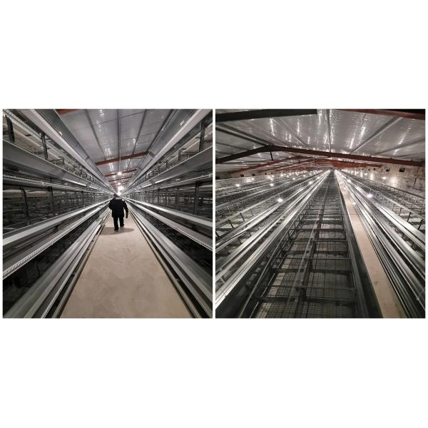 Машина класть яйца цыпленка HDG стальная, 384 клетка слоя яруса птиц 4