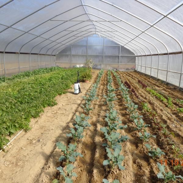 Galvanized PE Film Single Span Greenhouse For Vegetables 9x30m