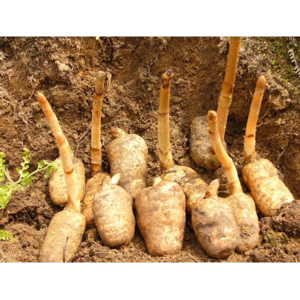 Gastrodia Elata Blume Herbe Médicinale Chinoise Racine de Gastrodia Elata