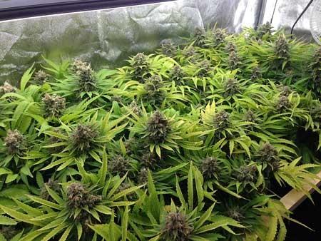 680W 2.9umol/J LED Herb Grow Light For Marijuana