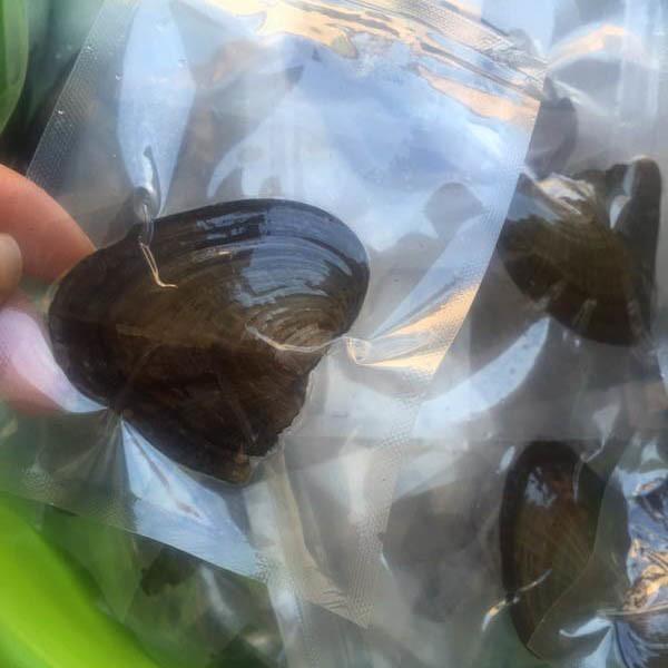 Wholesale Vacuum-packed 7-8mm A grade rice shape freshwater pearl oyster white natural Pearl Oyster