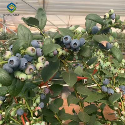 4 Season Heavy Duty Commercial Greenhouse For Agricultural Blueberry Farming