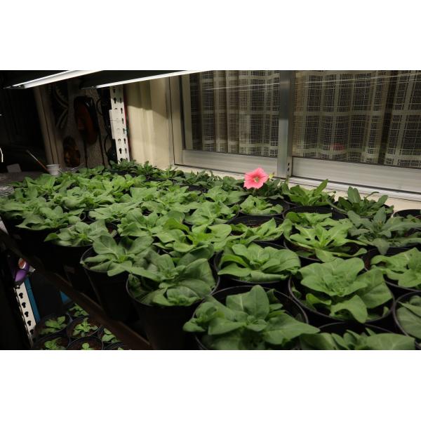 Greenhouse Waterproof LED Grow Light For Hydroponic Aquaponics Vertical Systems