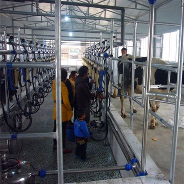 ISO Certified Herringbone Milking Parlor System with Milk Flow Meter for Dairy Farms