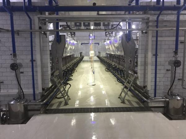 11kw Vacuum 3800L Parallel Parlor Milking Systems 128 Cows Per Hours