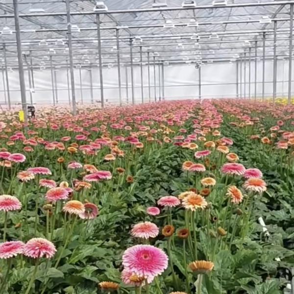 20 долларов США на квадратный метр Ju Xiang Glass Greenhouse для выращивания овощей Полная оплата