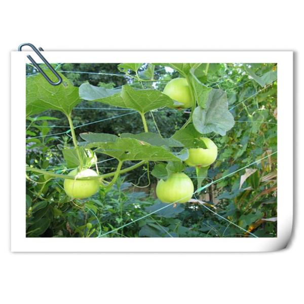 UV Stabilized PP Plant Support Net  Economical Green Pea Bean Netting
