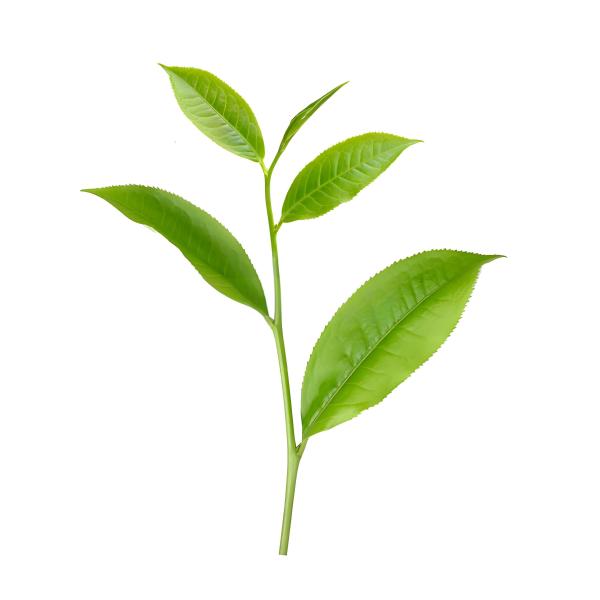 Food Grade Natural Green Tea Extract Powder Tea Polyphenols  EGCG,40%-98%