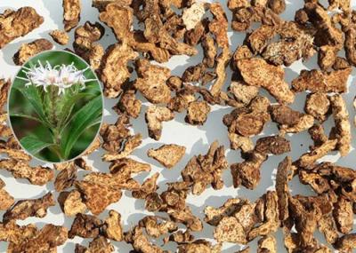 Rhizoma Atractylodis Traditional Chinese Herbal Medicine White For Extract Powder