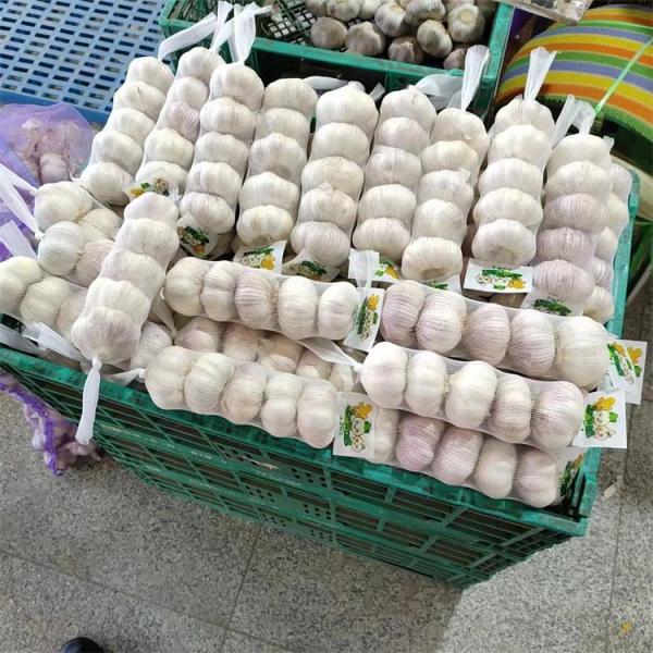 Fresh Chinese 4P Pure White Garlic Cheap Price Fresh Vegetables for Wholesale