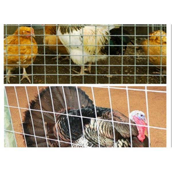 Professional Galvanised Steel Mesh Fence Panels 50X150 For Metal Cage