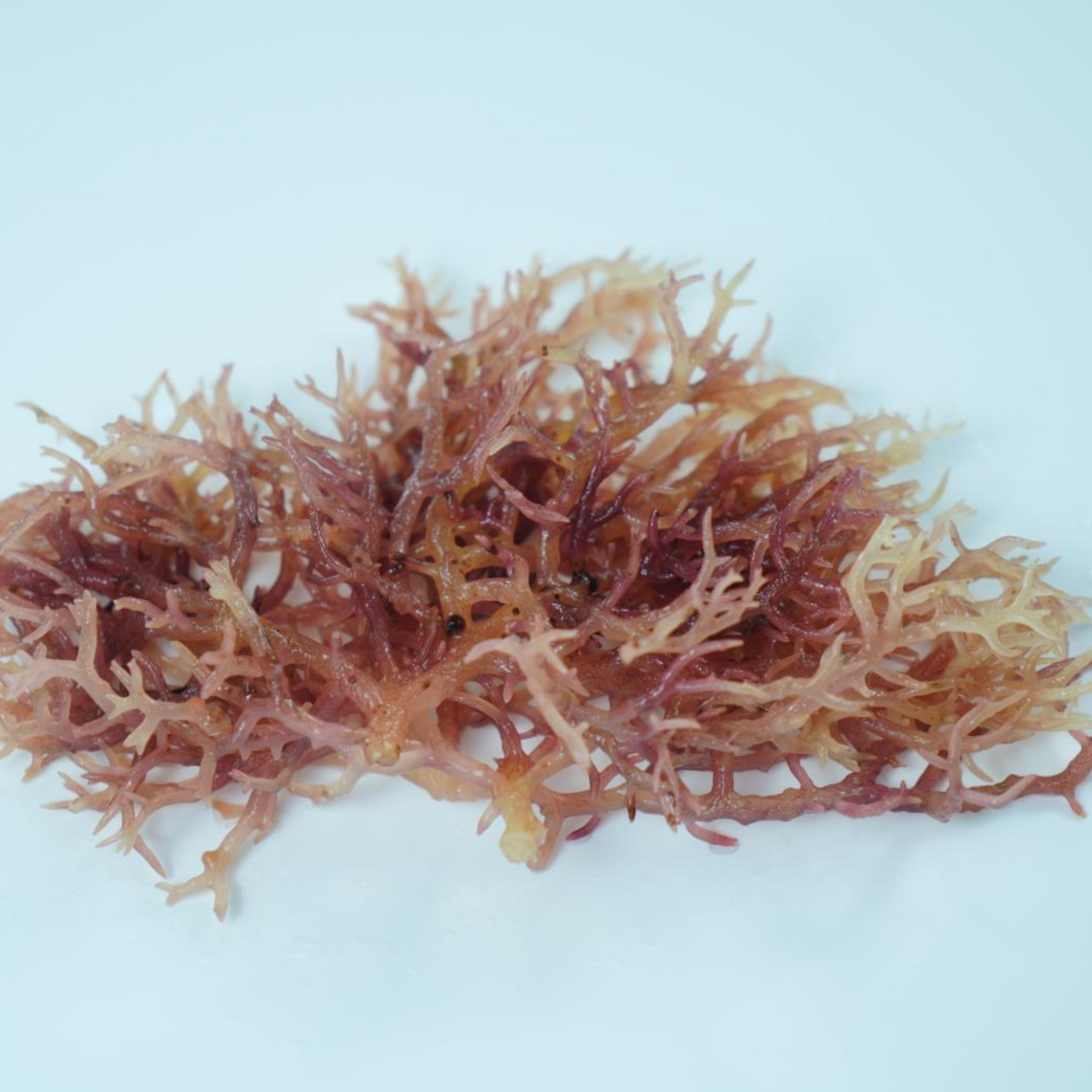 Food Grade Carrageenan E407 Hydrocolloid with Thermoreversible Gel and Custom Formula Solutions