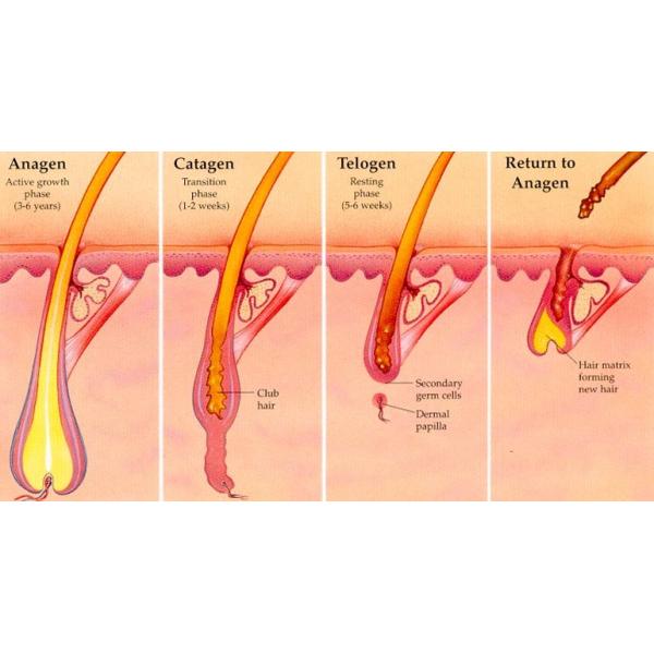 AFT SHR Hair Removal Machine , 650-950nm(HR) IPL Beauty Machine