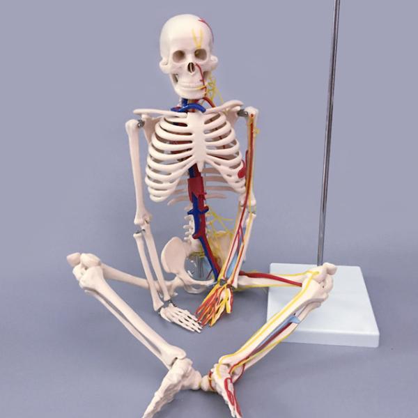 Medical Students 85cm Human Skeleton Model With Heart And Blood Vessels