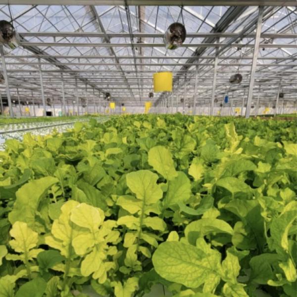 US 20/кв. м. Стеклянная крыша Гидропоническая теплица для материалов для выращивания цветов