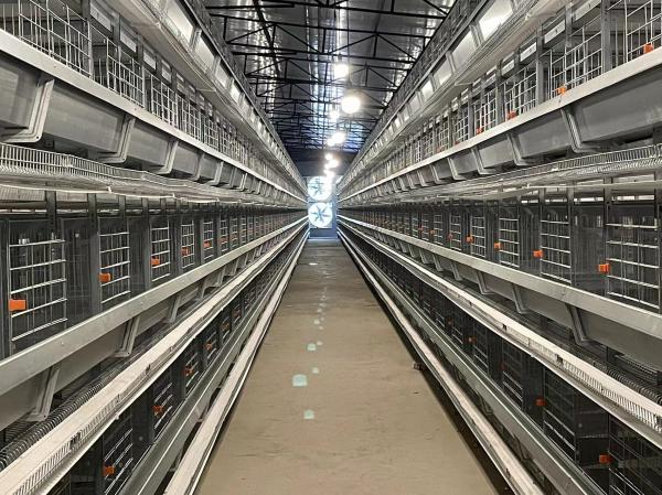 Several Tiers Automatic Chicken Cage Layer Farming High Corrosion Resisten