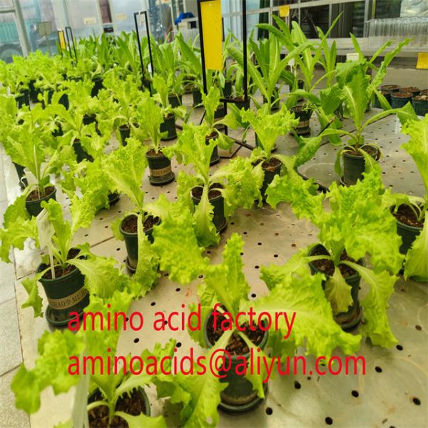 Acid Hydrolyzed Process Amino Acid Powder 90% with PH 5-7 and 100% Water Soluble for Enhanced Plant Growth