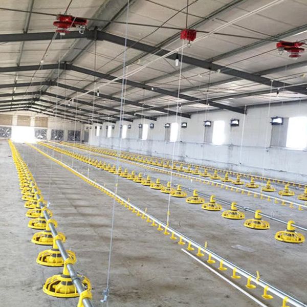Automatic Poultry House Light Steel Structure Poultry Shed Modern Chicken Farm For Broilers