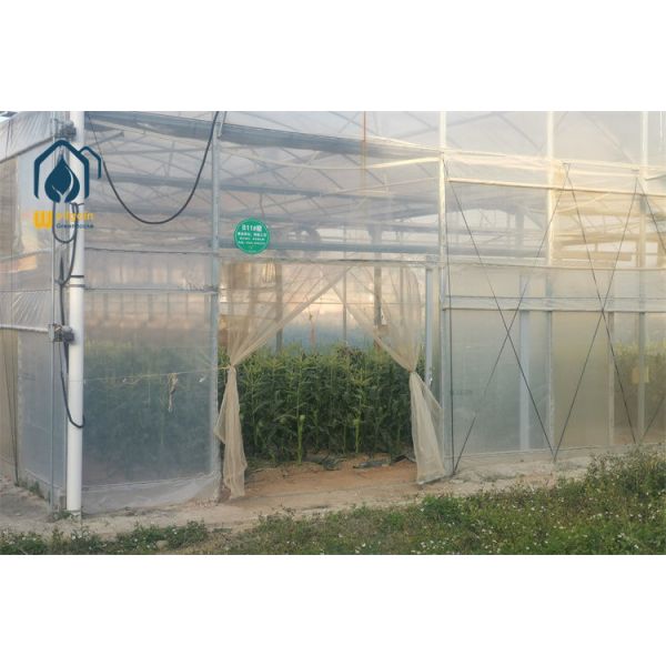 Winter Ready Multi Span Greenhouse with Thermal Insulation and Frost Protection Design...