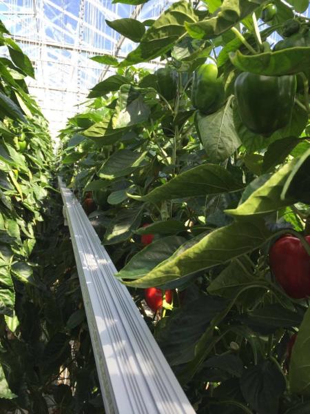 Greenhouse Plant 750nm 320 Watt LED Grow Light For Starting Vegetable Seeds
