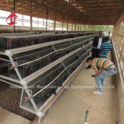 Um tipo 3 séries mergulha a estrela dos pássaros 450cm2 das gaiolas de bateria 120 da galinha
