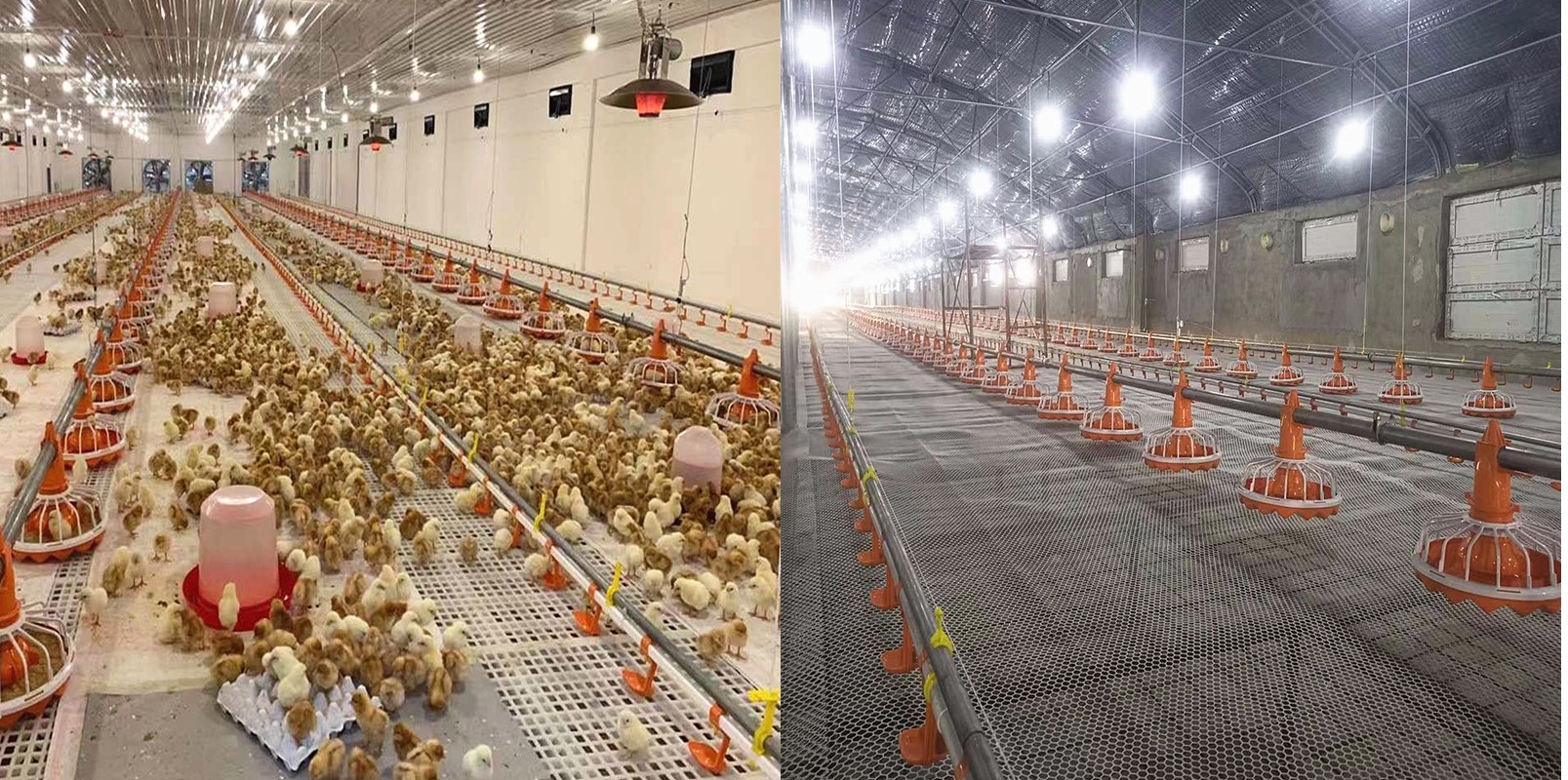 фидер цыпленка пьяницы ниппели воды 3m/Set, фидер бройлера ISO9001 4holes автоматический