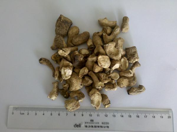 O padrão de HACCP secou cubos do pé dos cogumelos de Shiitake/cogumelos secados do chinês