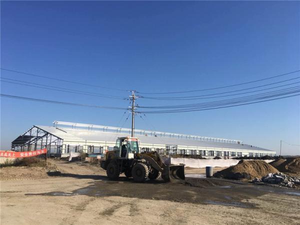 Q235B Prefabricated Steel Structure Cattle Farm Building