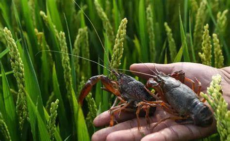 Delicious Fish Flavor White Powder Aquatic Feed Additive FAMI-QS Certified