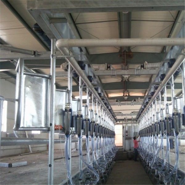 Flow Milk Meter Herringbone Milking Parlor System with ACR Automatic Cluster Remover and Waikato Milk Meter for Cows