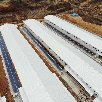 Claro aves domésticas da construção de aço exploração a casa das aves domésticas