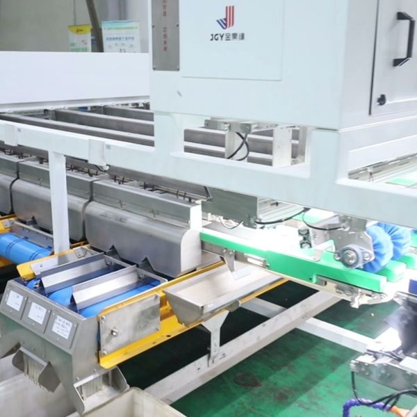 This Energy-Efficient Walnut Kernel Sorting System Uses Low Power Design For Reduced Operating Costs In Processing with 4-lane