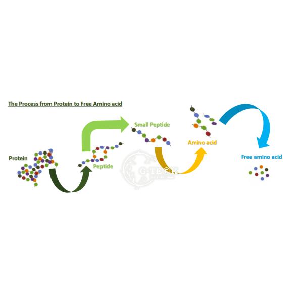 Organic N16 Soy Protein Powder