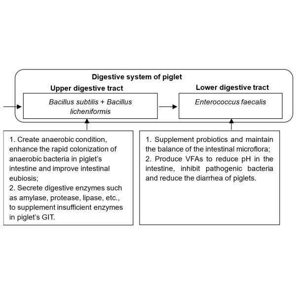 Powder Form 20bln cfu/g Probiotics For Animal Piglet
