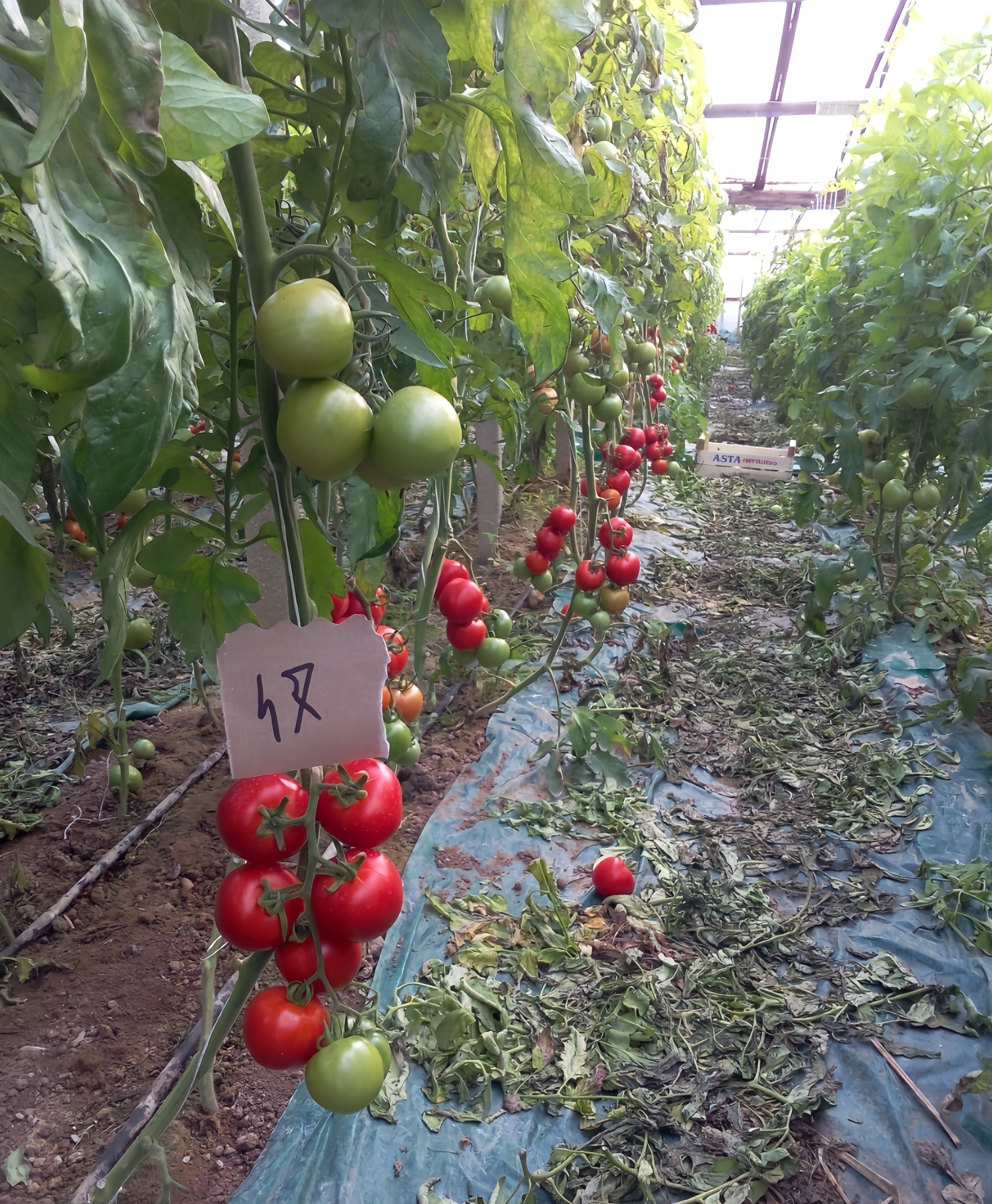 Shouxing Good Fruit Setting F1 Hybrid Tomato Seeds Good Hardness T17