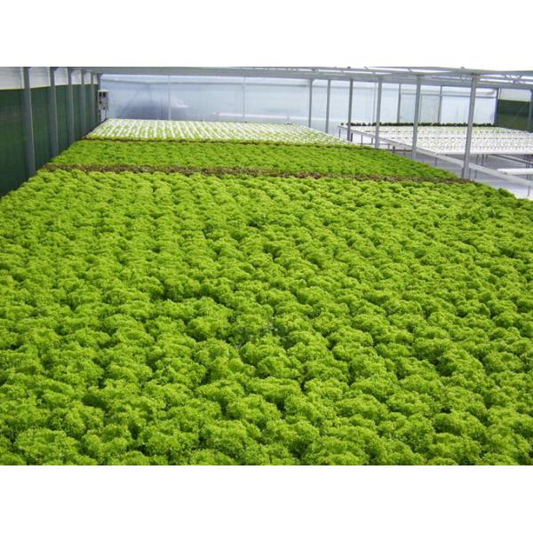 Durable Large Size Commercial Hydroponic Greenhouse With Soilless Cultivation
