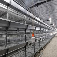 Franga Q235 de elevação Hen Cage moderno, aves domésticas de SONCAP 90days que aumentam o equipamento