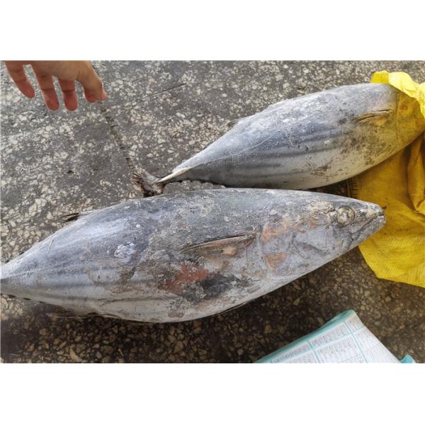 Задвижка 4kg кошелькового невода вверх по мясу тунца замороженного попрыгунчика всему круглому для законсервированной пользы