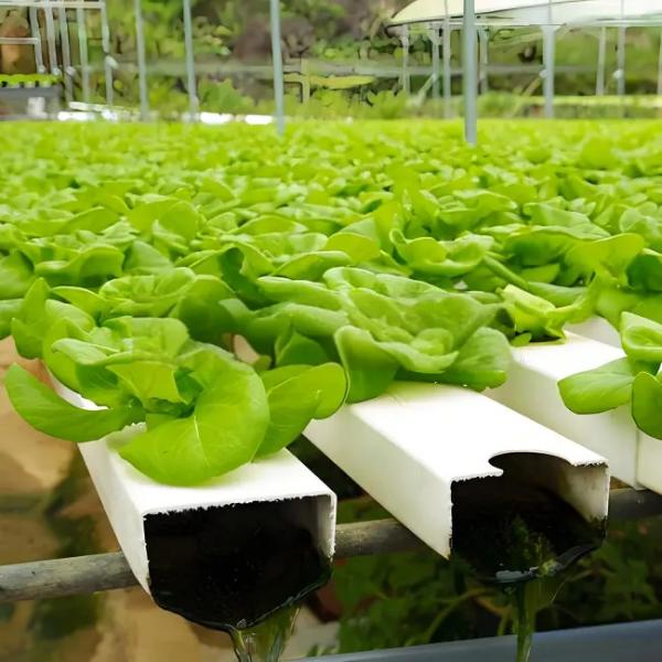 Venlo Glass Greenhouse for Lettuce Hydroponics Stable Structure
