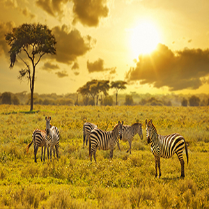 Mini Trail Camera Outdoor Hunting infrarrojo 4K HD 20MP 1080p