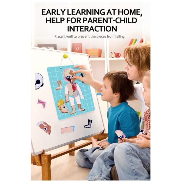 Игры головоломки СТЕРЖНЯ магнитные для человеческих мышц Scheletons органов частей тела уча