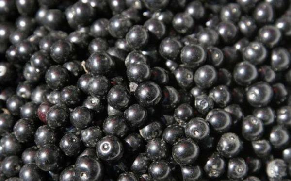 2025 New Corp Top Quality Good Price IQF Frozen Black Currant Frozen Fruits