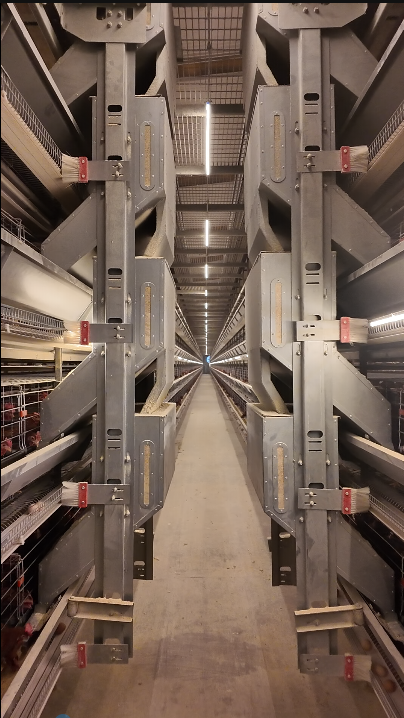 2026 Fully Automatic Poultry Cages, Suitable for Poultry Farms