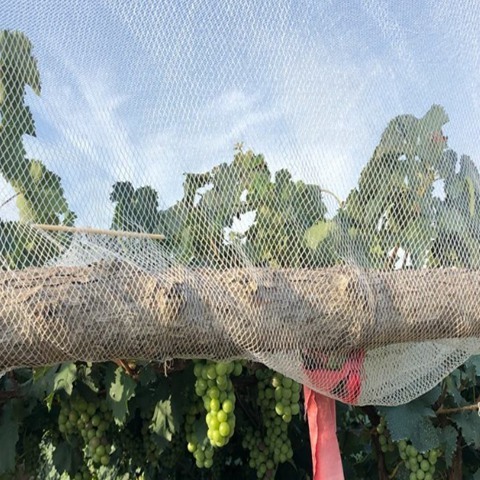 Tree Fruit Hail Protection Net For High Quality UV Treated Net