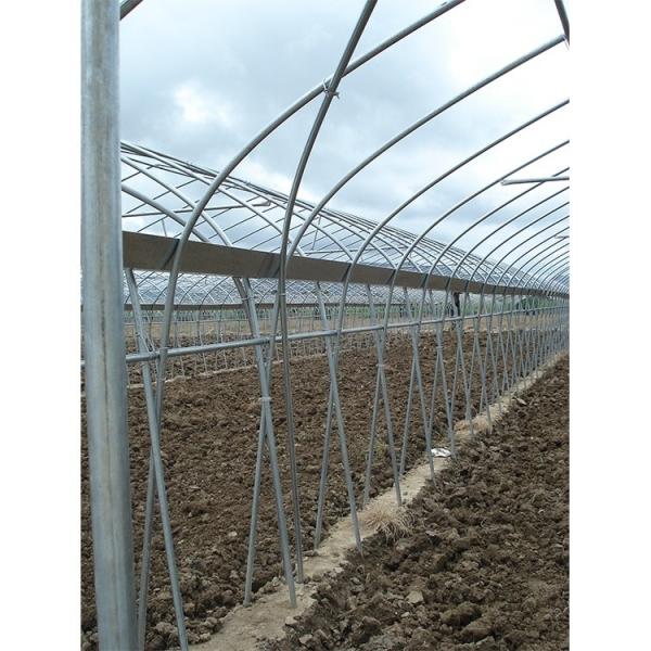 Customize Multi Span Greenhouse High Tunnel Greenhouse For Tomato Farming