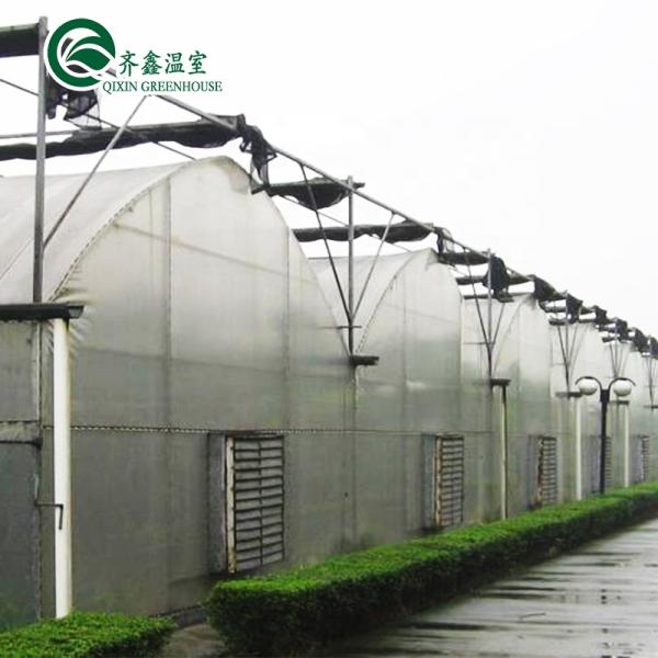 Customized Multi-span Vegetable Grow Tunnel Greenhouse for Vegetable Cultivation