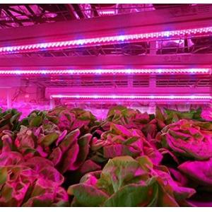 LED Grow Strip for Plant Growth